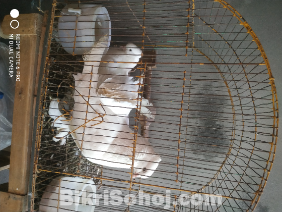 কবুতর